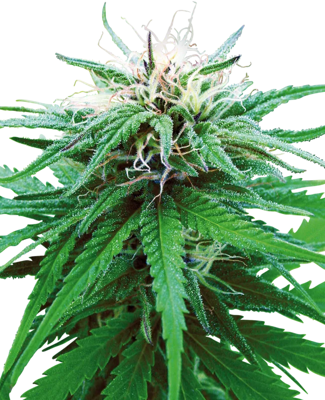 Ruderalis Indica – Sensi Seeds – Regular