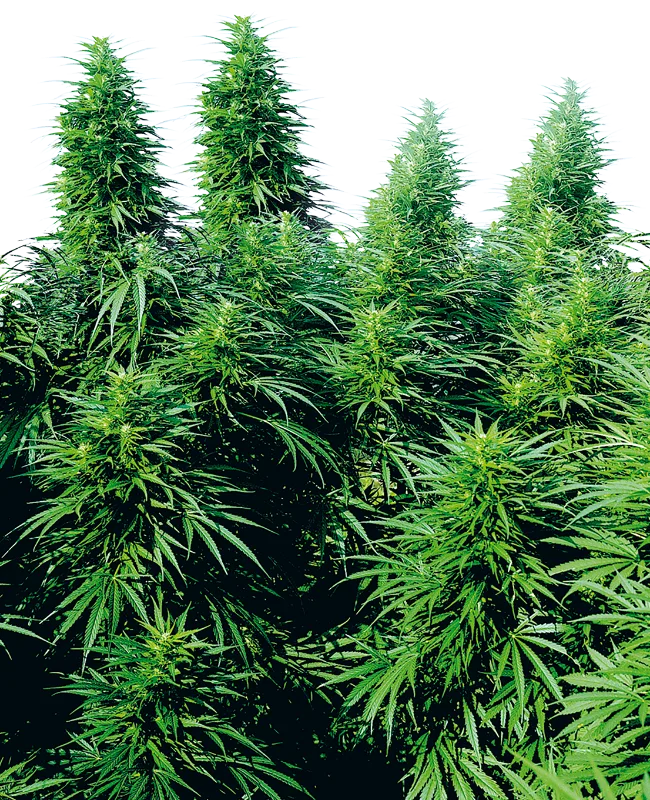 Ruderalis Skunk – Sensi Seeds – Regular