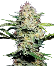 Sensi Skunk Auto – Sensi Seeds – Autoflowering