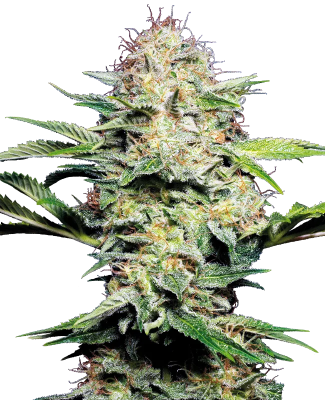 Sensi Skunk Auto – Sensi Seeds – Autoflowering