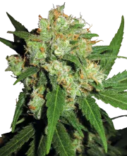 Sensi Skunk – Sensi Seeds – Regular