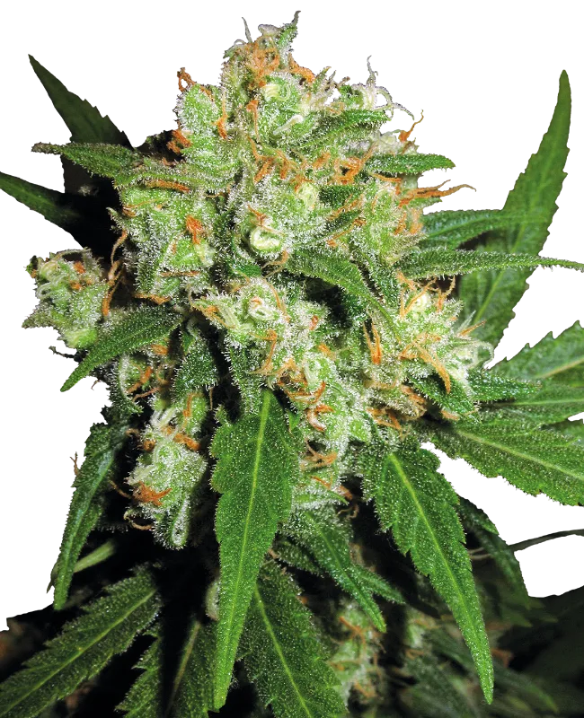 Sensi Skunk – Sensi Seeds – Regular
