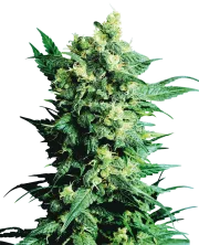 Shiva Shanti II – Sensi Seeds – Regular