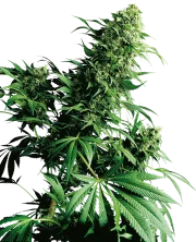 Shiva Shanti – Sensi Seeds – Regular