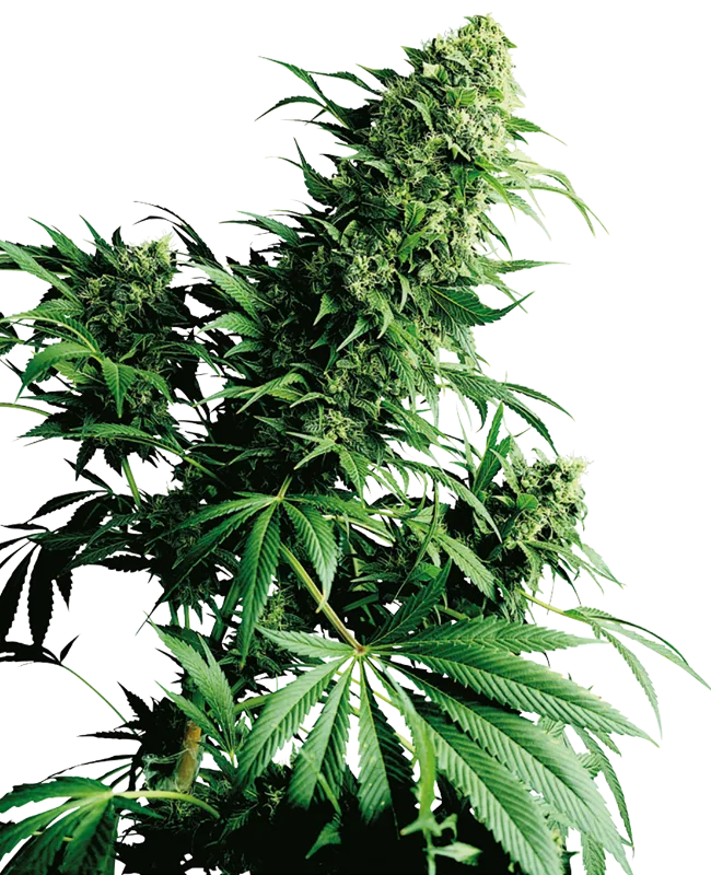 Shiva Shanti – Sensi Seeds – Regular
