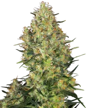Shiva Skunk – Sensi Seeds – Feminized