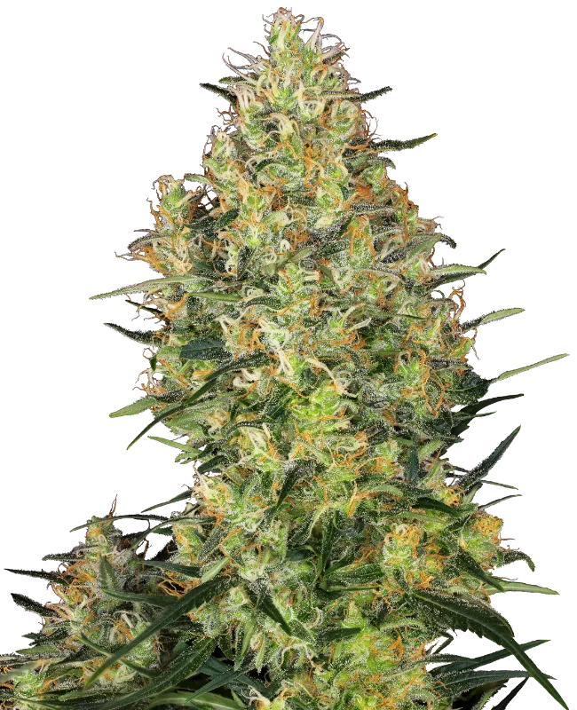 Shiva Skunk – Sensi Seeds – Feminized