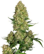 Skunk #1 Auto – Sensi Seeds – Autoflowering