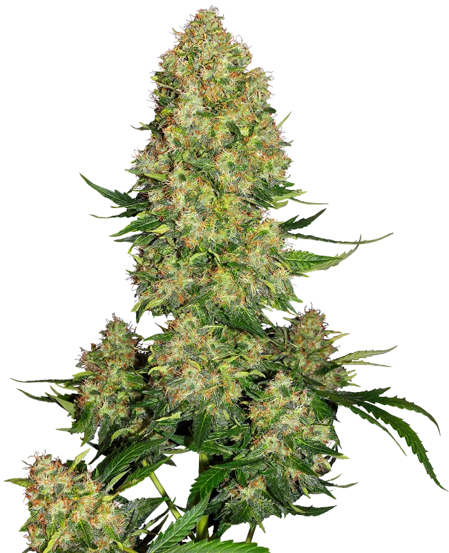 Skunk #1 Auto – Sensi Seeds – Autoflowering