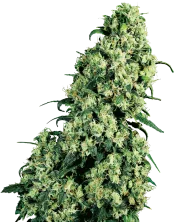 Skunk #1 – Sensi Seeds – Regular