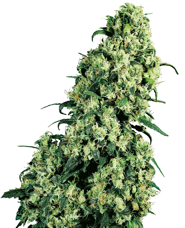 Skunk #1 – Sensi Seeds – Regular
