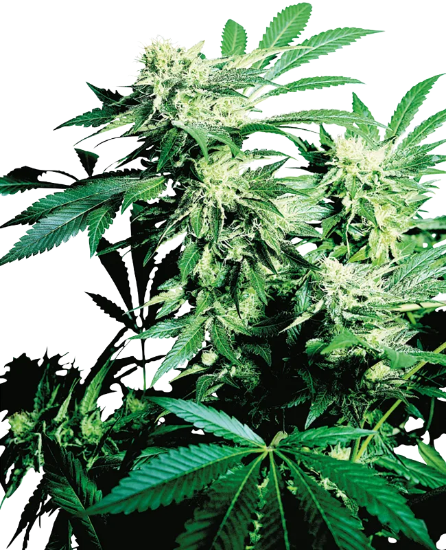 Skunk Kush – Sensi Seeds – Regular