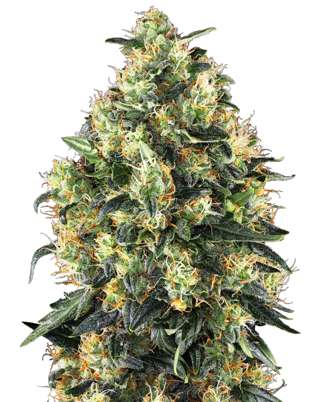 Super Skunk Auto – Sensi Seeds – Autoflowering