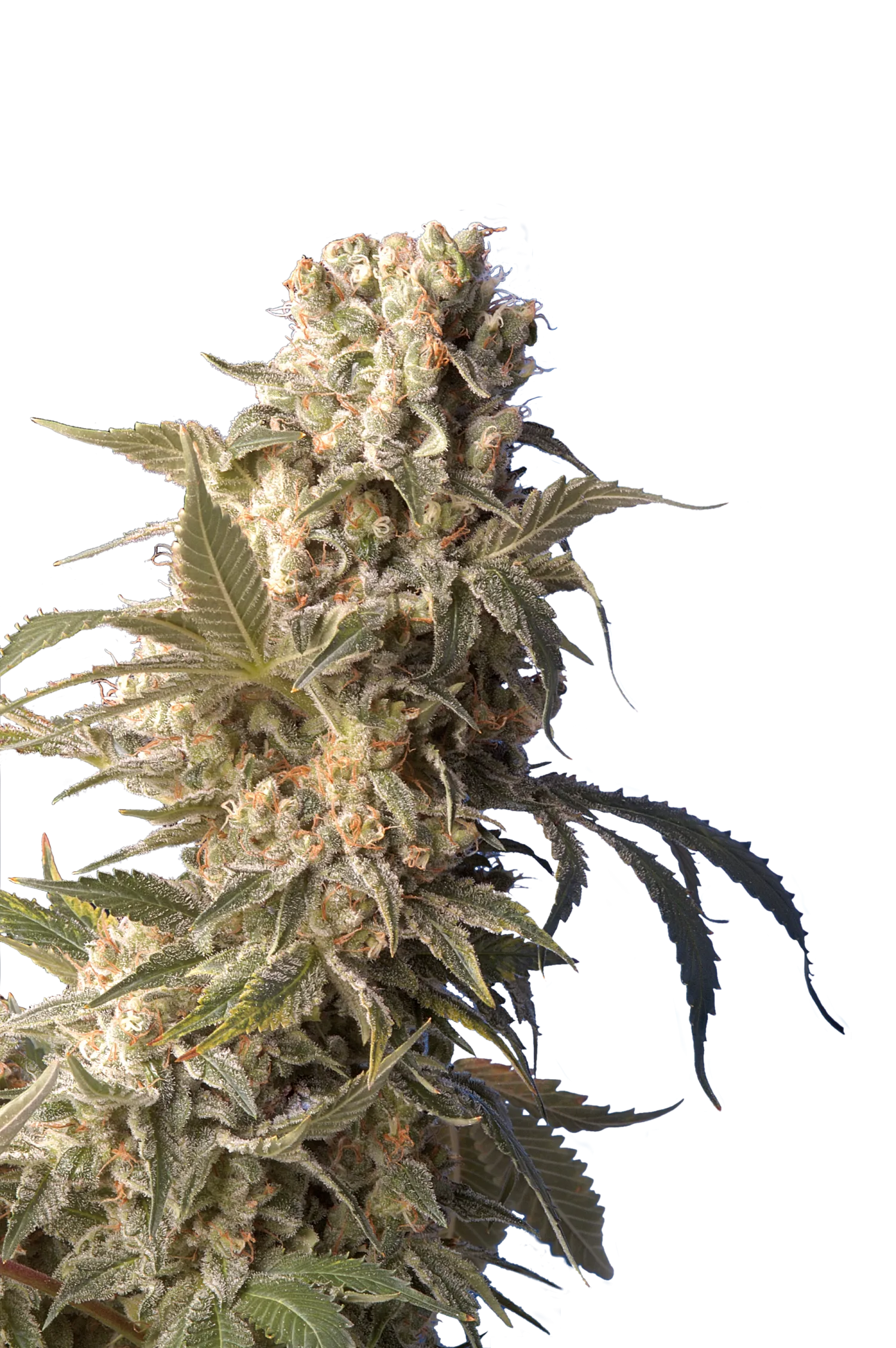 AK47 – Serious Seeds – Feminized