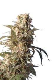 AK47 – Serious Seeds – Feminized