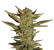 Bubble Gum – Serious Seeds – Regular