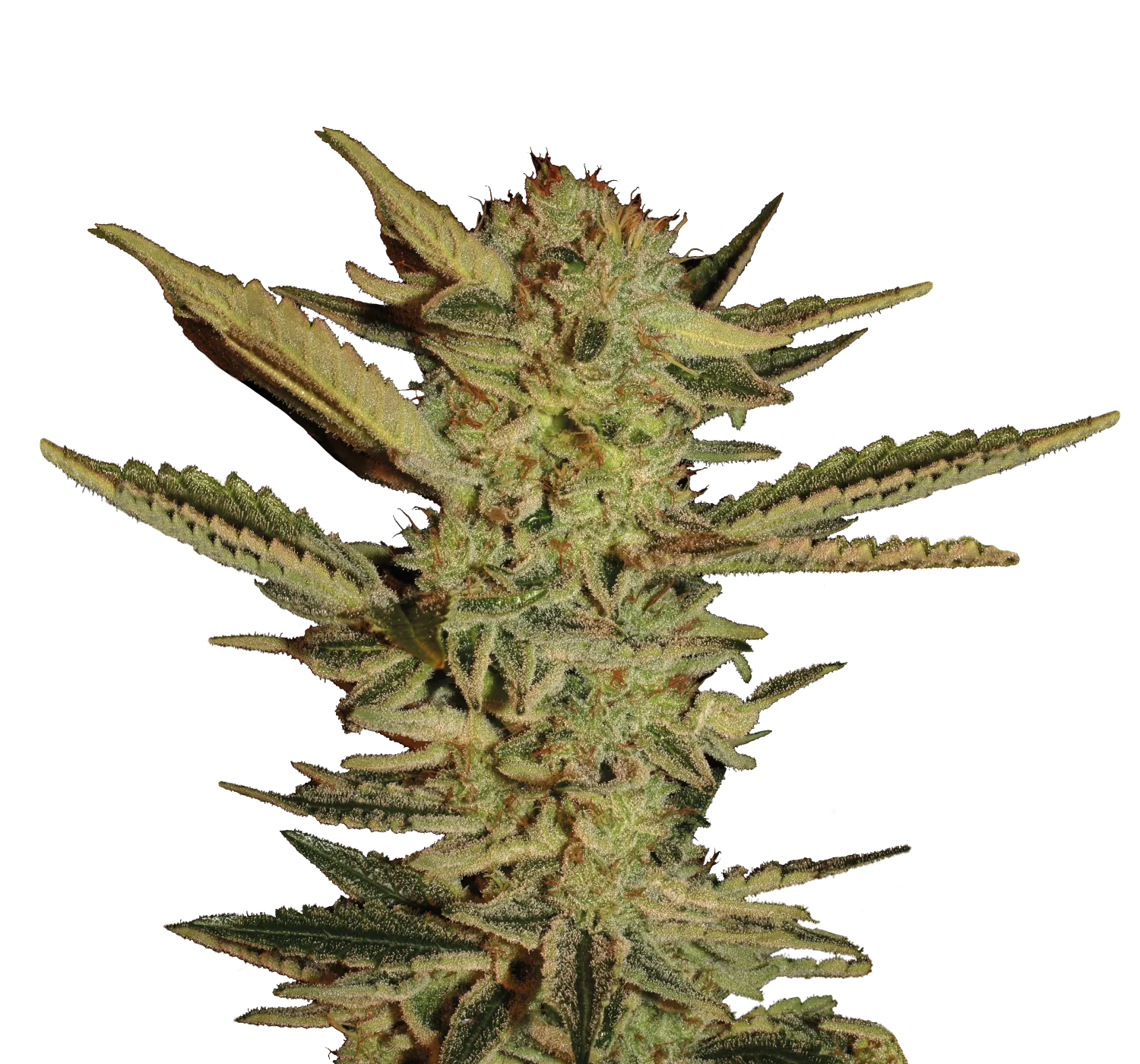 Bubble Gum – Serious Seeds – Feminized