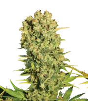 Chronic – Serious Seeds – Regular