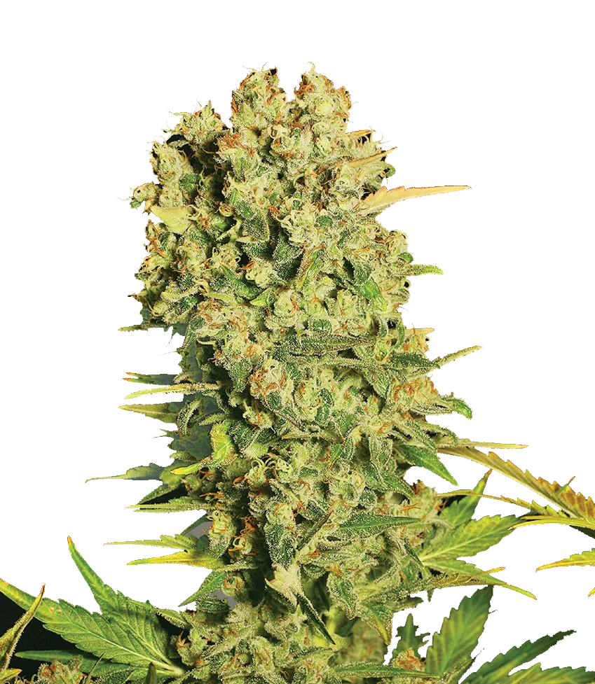 Chronic – Serious Seeds – Regular