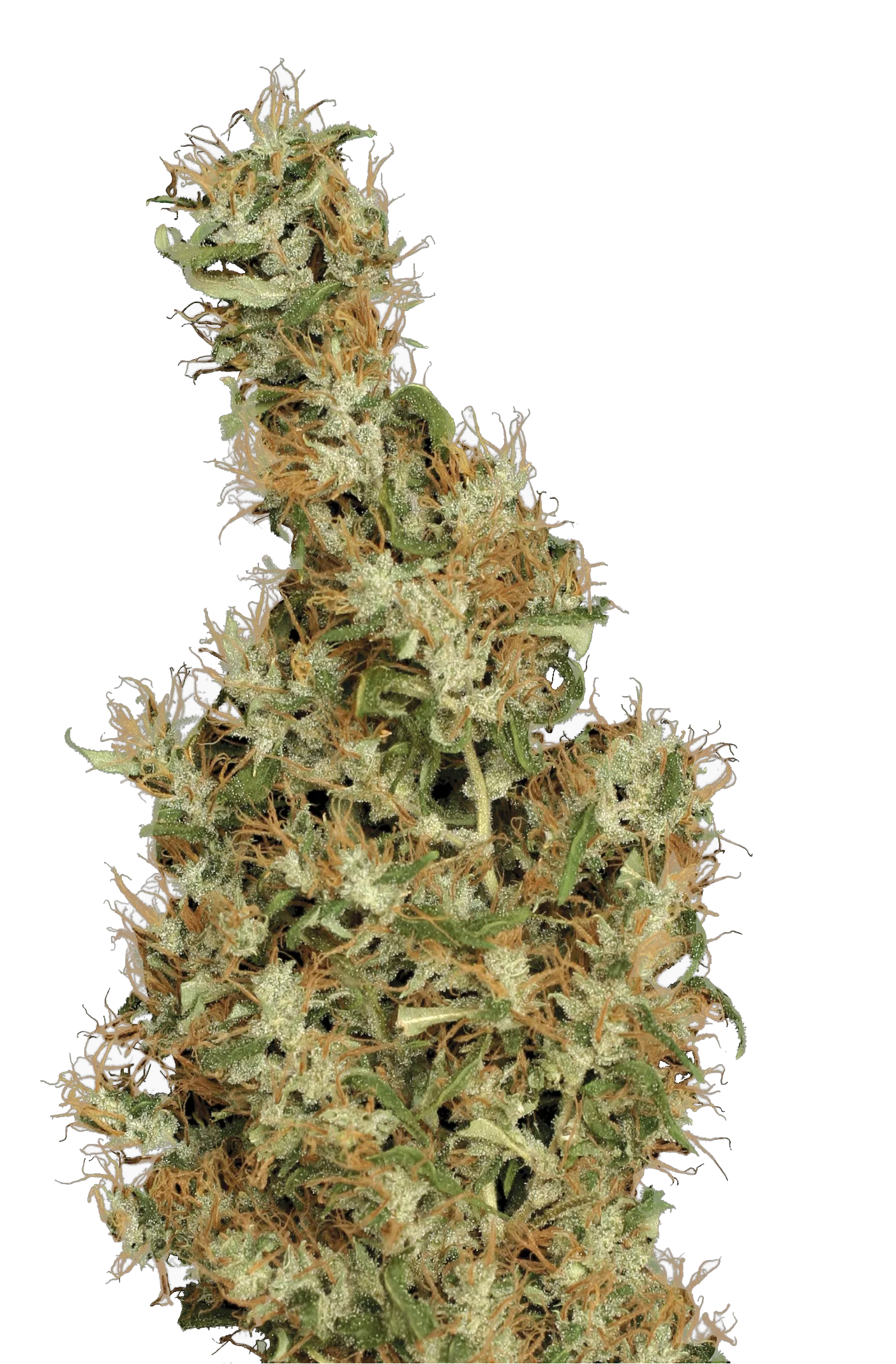 Kali Mist – Serious Seeds – Regular