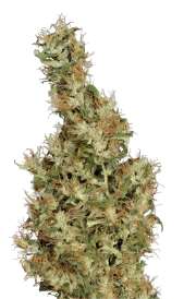 Kali Mist – Serious Seeds – Regular