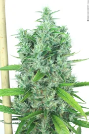Kali Mist – Serious Seeds – Feminized