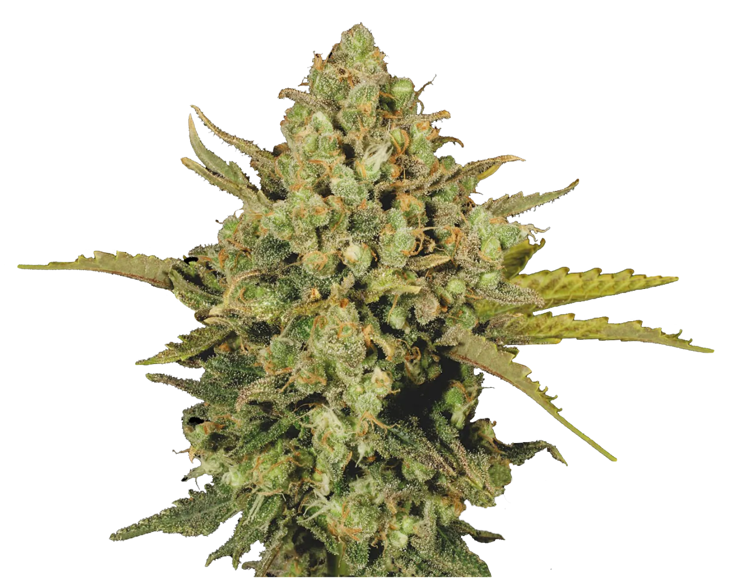 Warlock – Serious Seeds – Regular