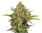 Warlock – Serious Seeds – Regular