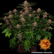 Purple Punch Auto – Barneys Farm – Autoflowering