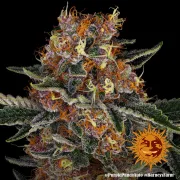 Purple Punch Auto – Barneys Farm – Autoflowering