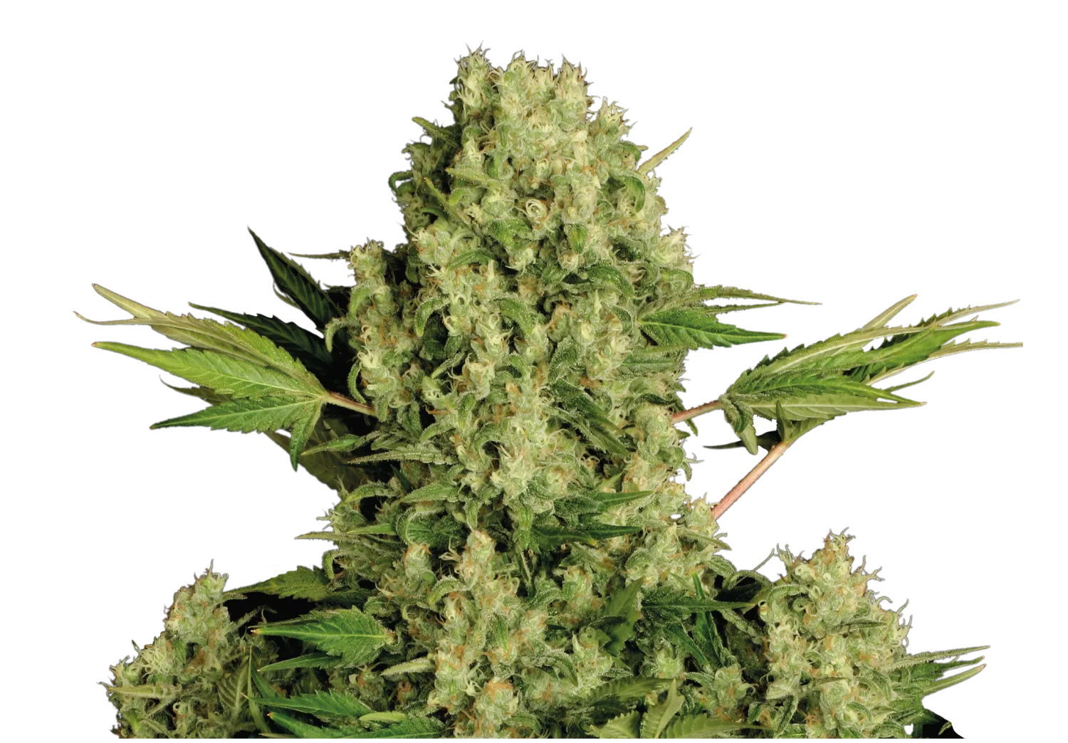 White Russian – Serious Seeds – Regular