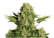 White Russian – Serious Seeds – Feminized