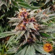 Runtz Auto – Barneys Farm – Autoflowering