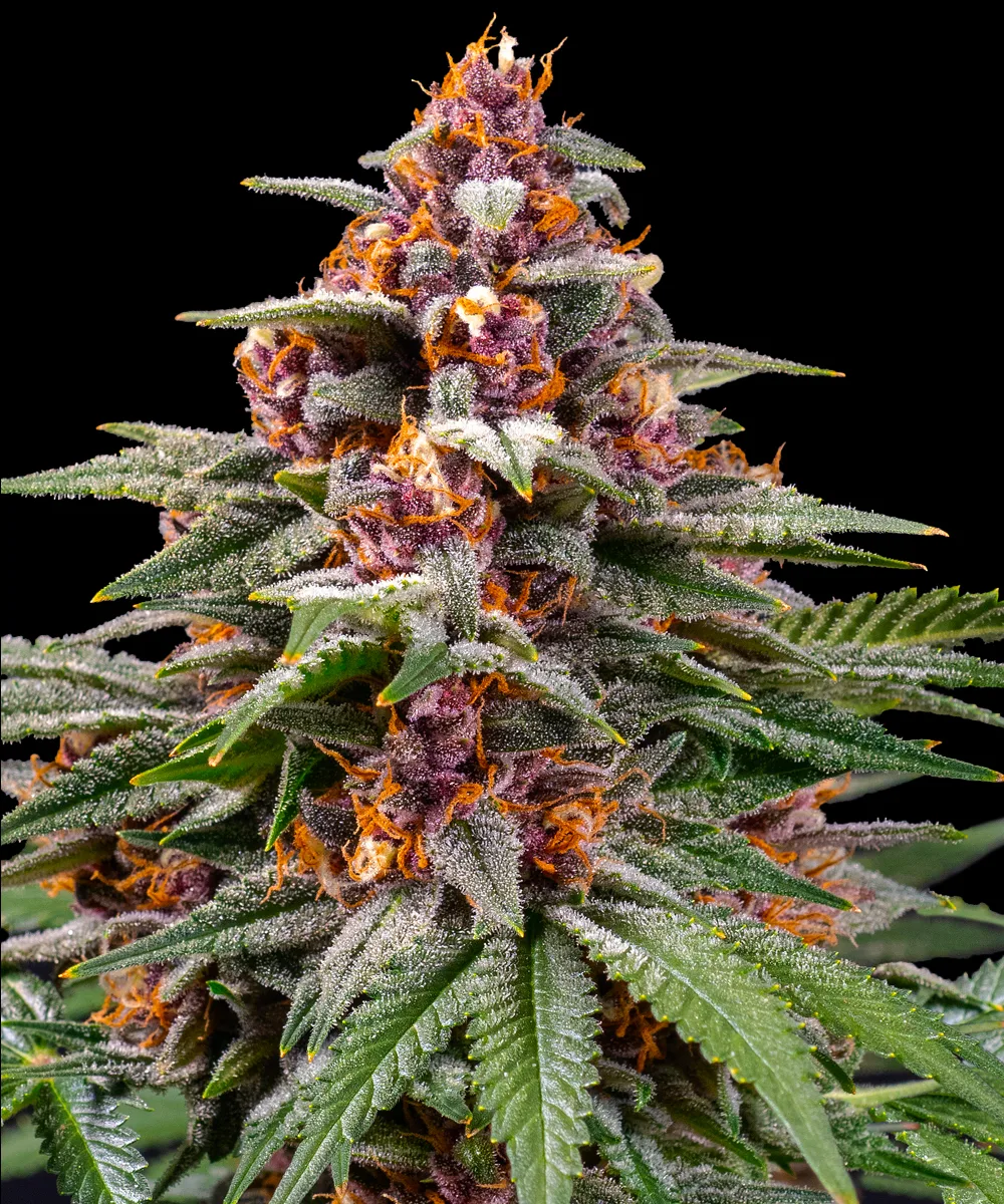 Runtz Auto – Barneys Farm – Autoflowering