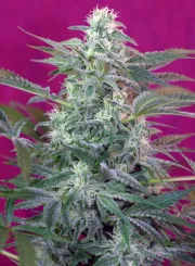 Big Foot – Sweet Seeds – Feminized