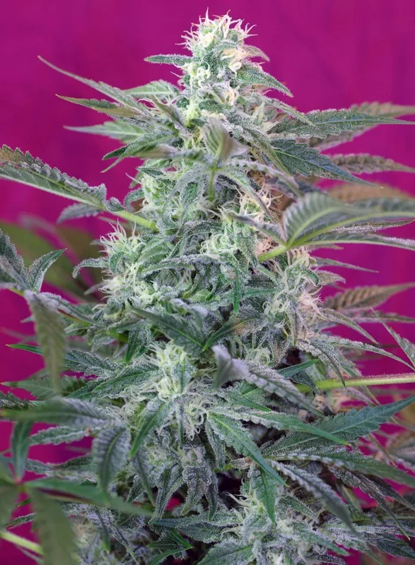 Big Foot – Sweet Seeds – Feminized
