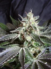 Black Jack