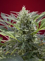 Cream 47 – Sweet Seeds – Feminized