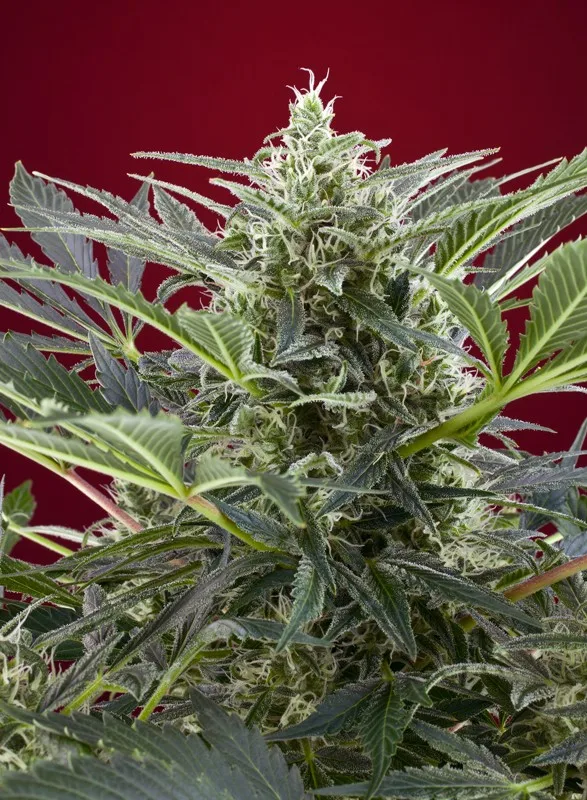 Cream 47 – Sweet Seeds – Feminized