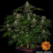 Shiskaberry