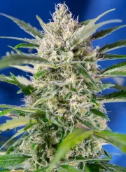 Crystal Candy Auto – Sweet Seeds – Autoflowering