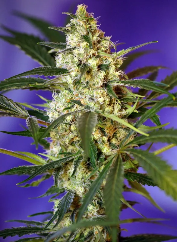 Fast Bud #2 Auto – Sweet Seeds – Autoflowering
