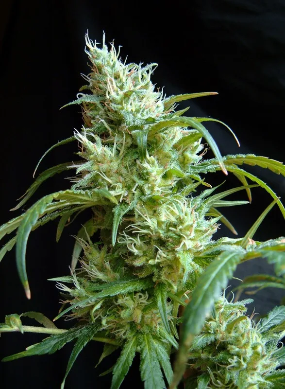 Flash Back #2 – Sweet Seeds – Feminized