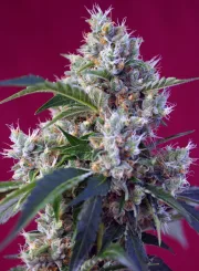 Indigo Berry Kush – Sweet Seeds – Feminized