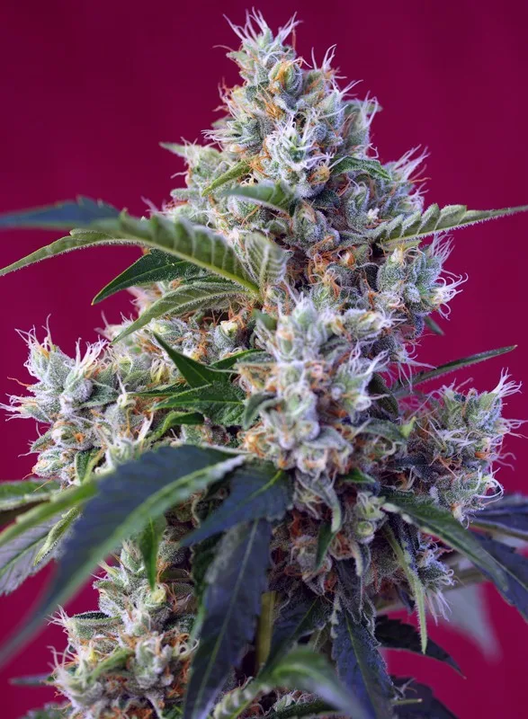 Indigo Berry Kush – Sweet Seeds – Feminized