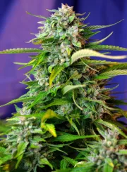 Jack 47 Auto – Sweet Seeds – Autoflowering