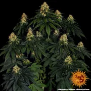 Skywalker OG Auto – Barneys Farm – Autoflowering