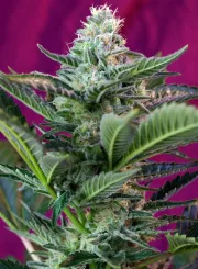 Mohan Ram Auto – Sweet Seeds – Autoflowering