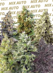 Sweet Mix Auto