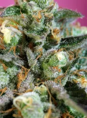 Sweet Nurse Auto CBD – Sweet Seeds – Autoflowering